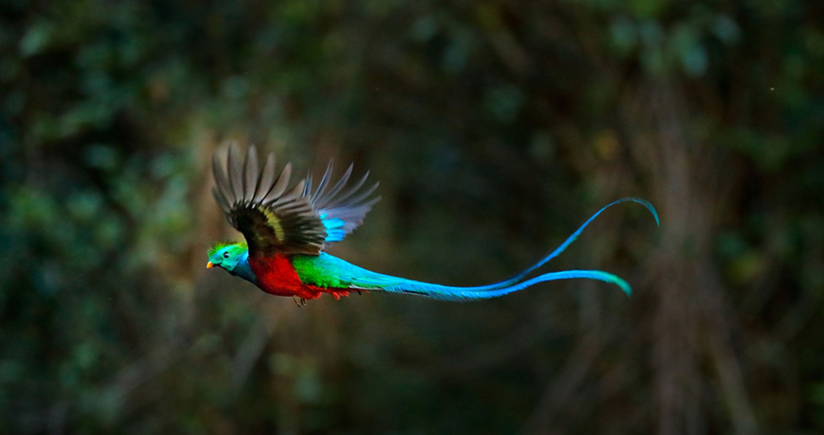 Honduran rainforest birds