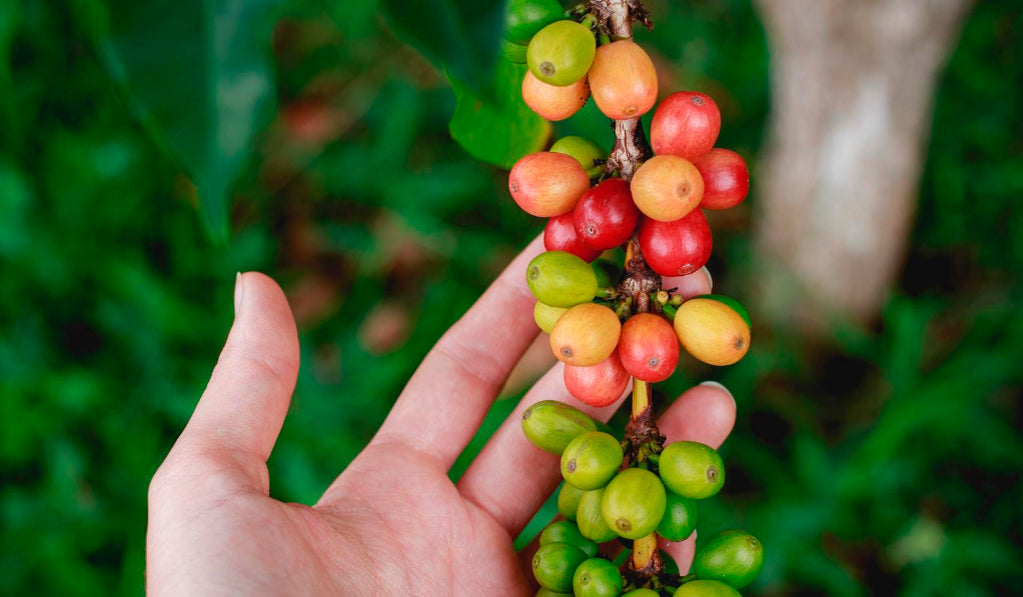 Your coffee's origin story - how coffee is processed